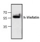 Visfatin Antibody